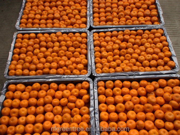 Pampas original fresh honey mandarin with own orchard and processing factory