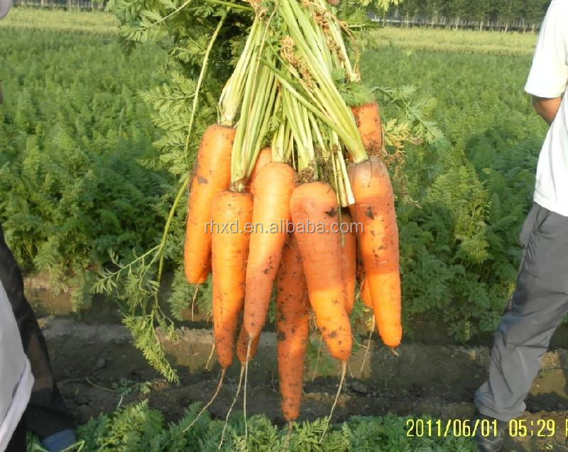 2014 new crop specifications of fresh carrots