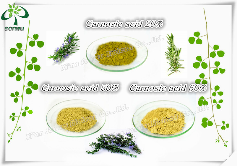 rosemary extract rosmarinic acid carnosic acid ursolic acid