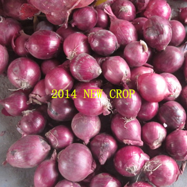 2014 crops round onion with good package and price from China