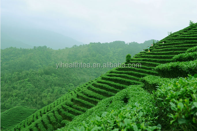 Best quality E.U, USDA,JAS certificated organic green tea