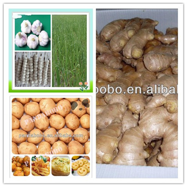 high quality ginger price in china