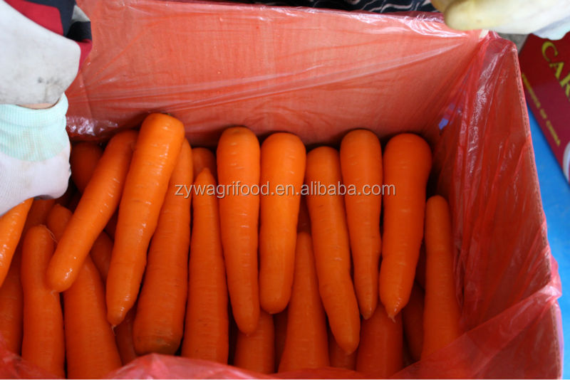 2014 new corp fresh carrot for sale