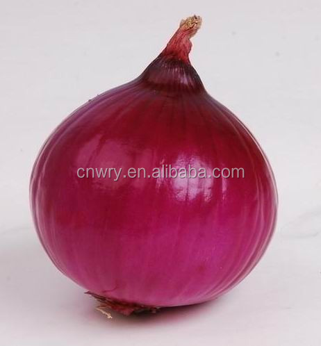 FRESH ONION FOR EXPORT