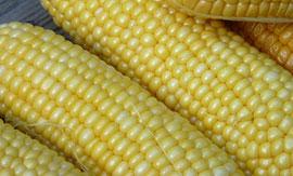wholesale of our factory for corn/maize starch best price