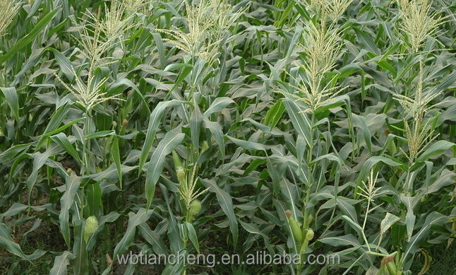 Poultry Feed Yellow Corn Maize Low Prices (WBTC0101)