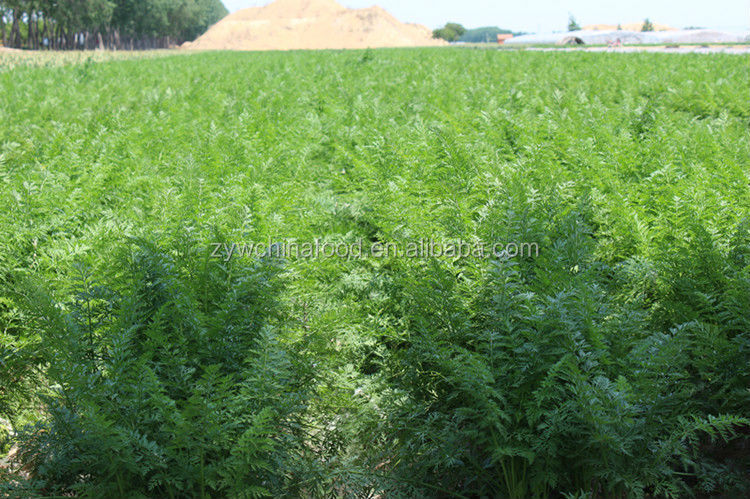 2014 High Quality New Corp China Fresh Bulk Carrot