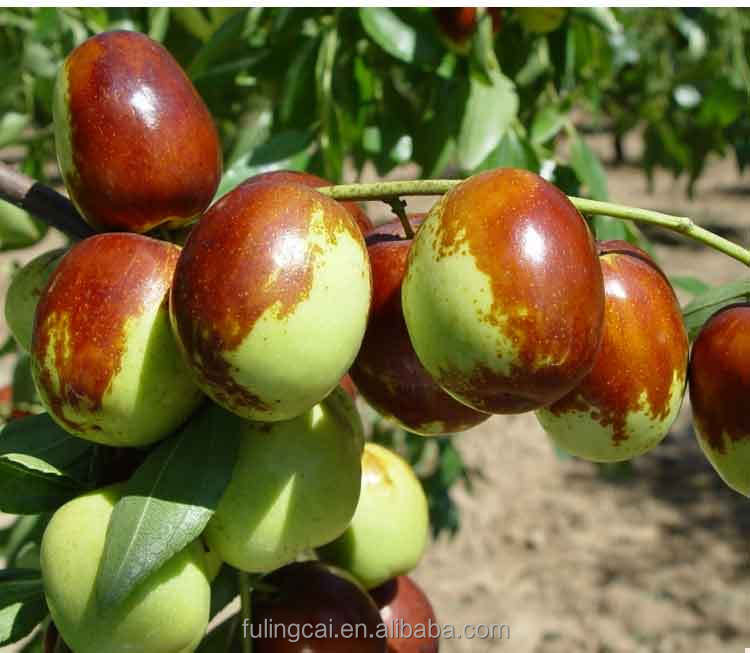 High quality red dates from China