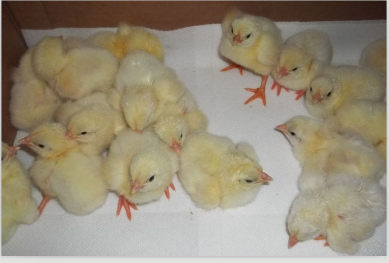 96 chicken eggs automatic commercial incubators for sale