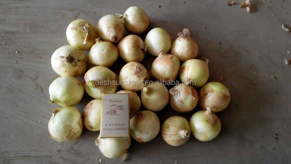 China Bulk Onion