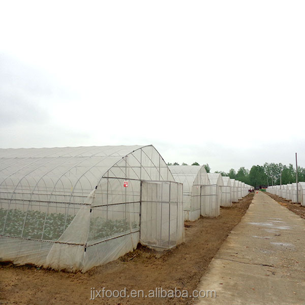 wholesale frozen vegetables cauliflower from Chinese supplier