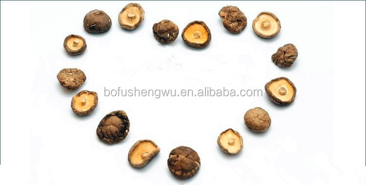 Shiitake Mushroom Extract (Lentinus edodes extract)