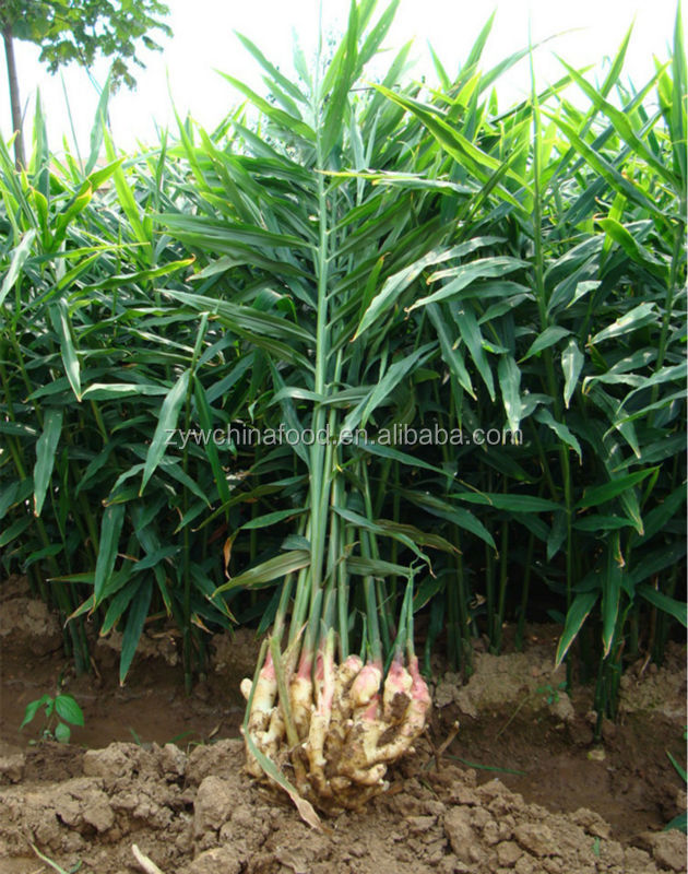 2014 High Quality New Crop Chinese Fresh Ginger Prices Exporter in Shandong of China