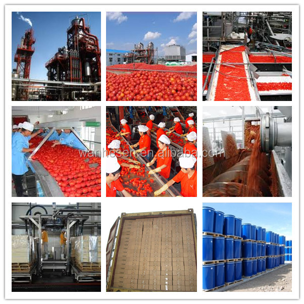 bulk tomato paste in drum, bulk super brand natural tomato paste
