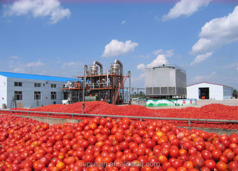 Harvest Season for Fresh Corp 2014 Bulk Tomato Paste
