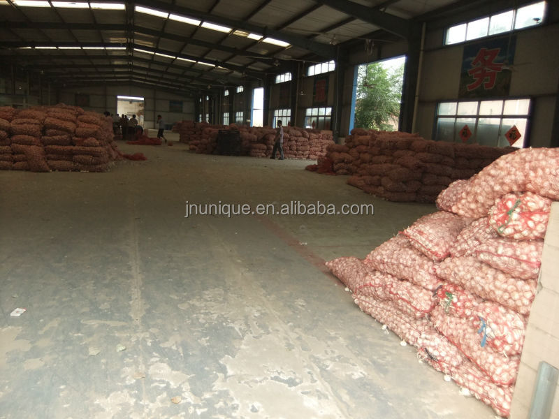 [factory]Shandong fresh garlic in market price