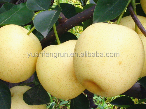 2014 new golde fresh pear