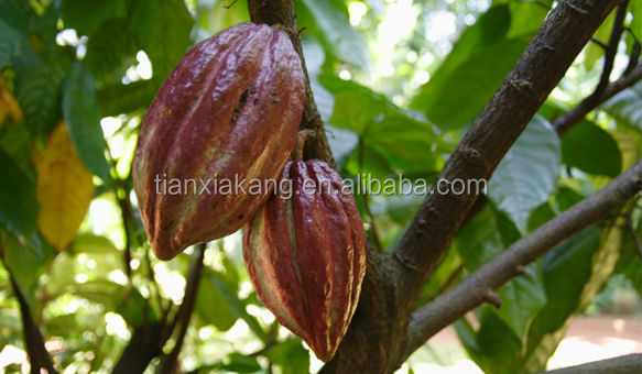 100% Natural Cocoa Seed Extract/Cocoa Seed Extract Powder/Cocoa Seed Powder