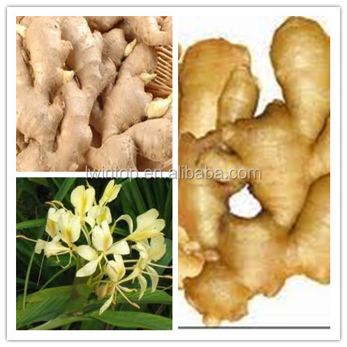 fresh ginger with competitive price