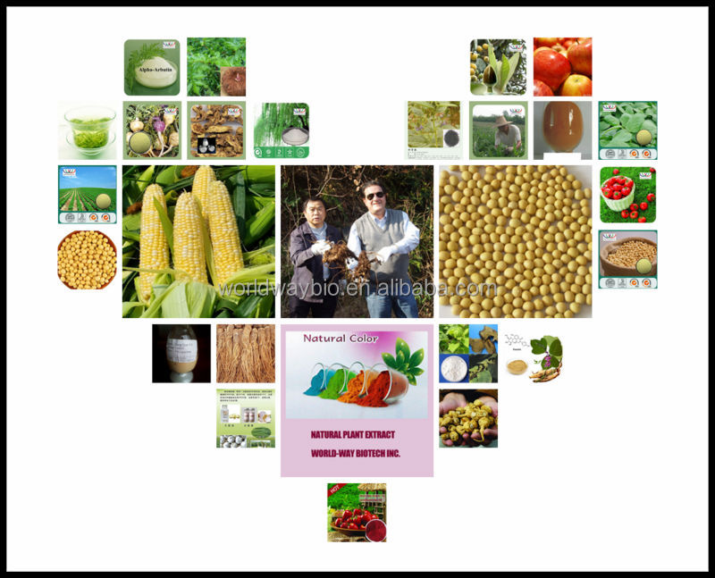 Powder Cocoa extract 20% cocoa seed p.e.