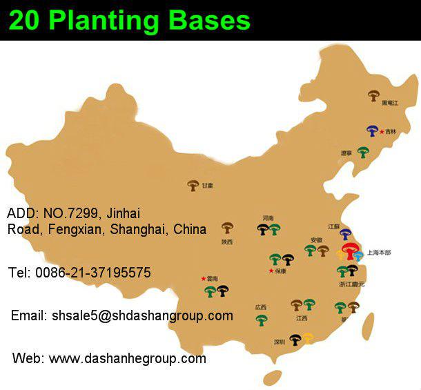 straw mushroom in tin