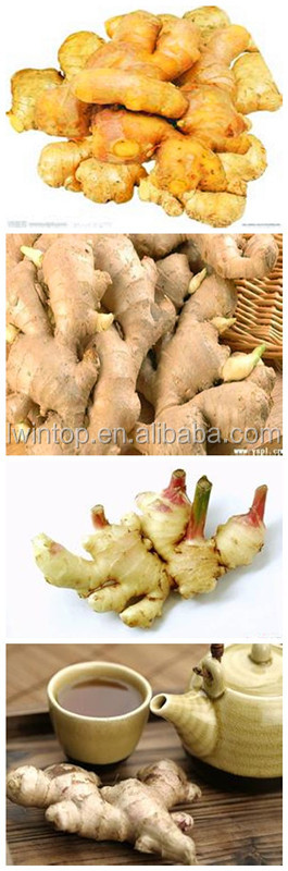 2013 Price of Fresh Ginger, New Crop