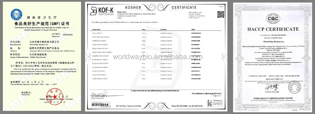 organic GMP cocoa extract 15% theobromine