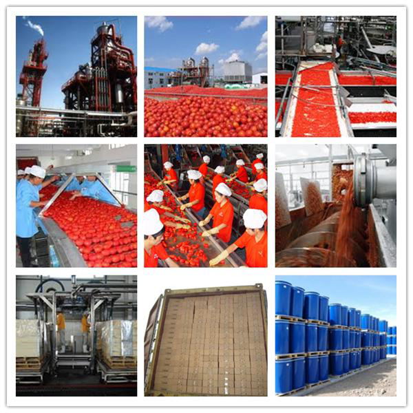 tomato paste price
