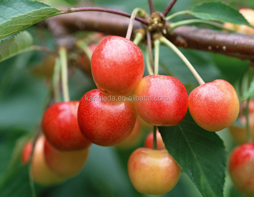 Candied Canned Cherry without stone