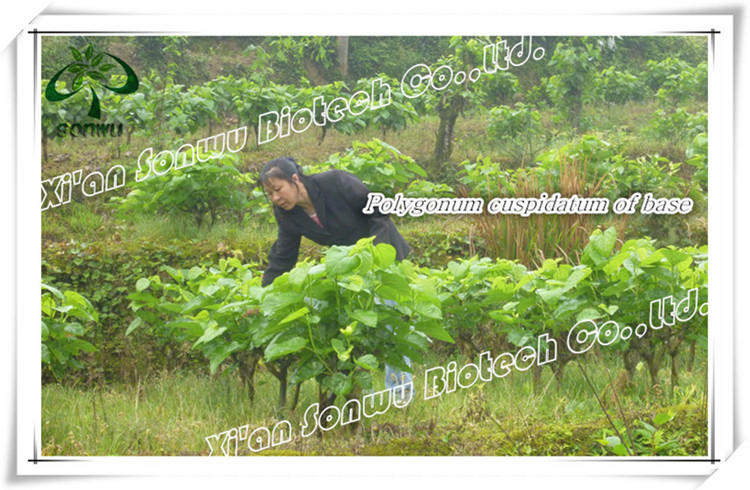 polygonum cuspidatum extract resveratrol bulk powder