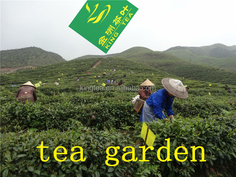 Milk Oolong Tea shennun