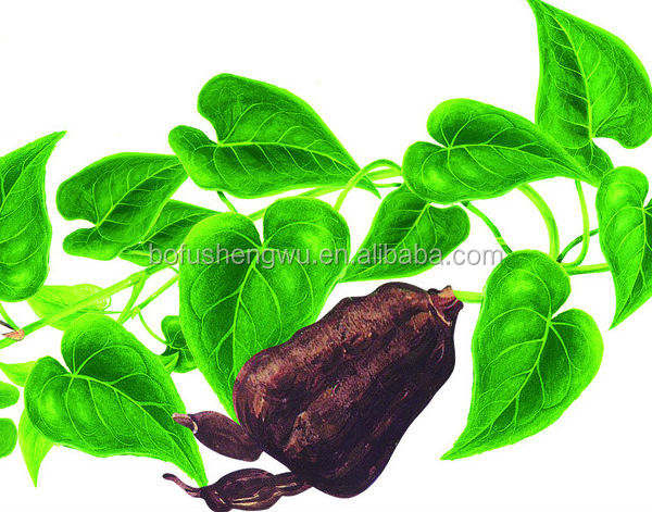 he shou wu/he shou wu extract powder/fo ti