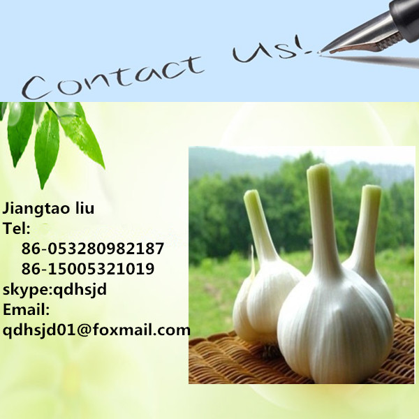 2014 new crop red onion