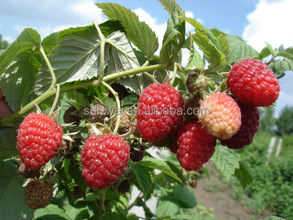 Red Raspberry juice concentrate for soft drink