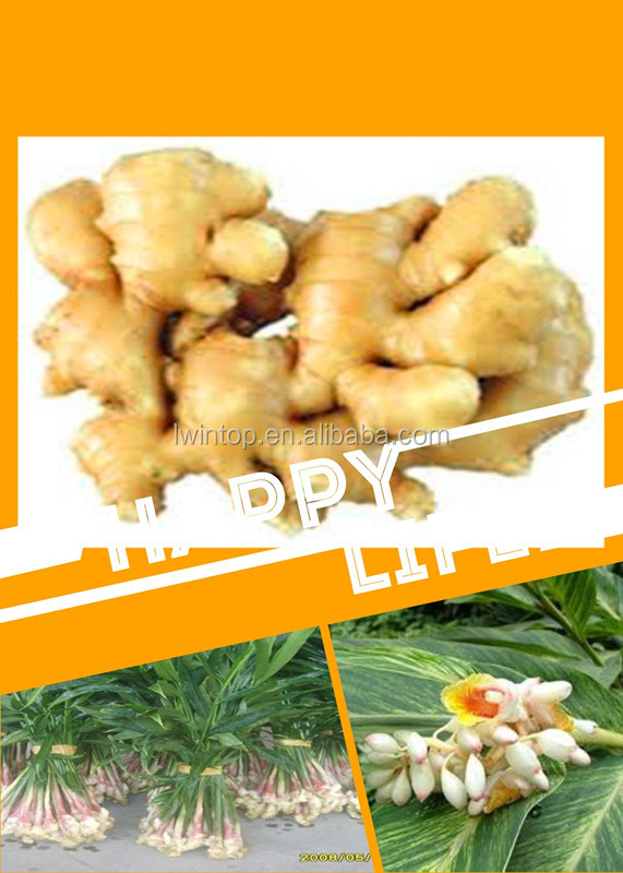 Fresh ginger with lower price