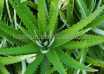whitening and moisturizing skin function aloe vera extract