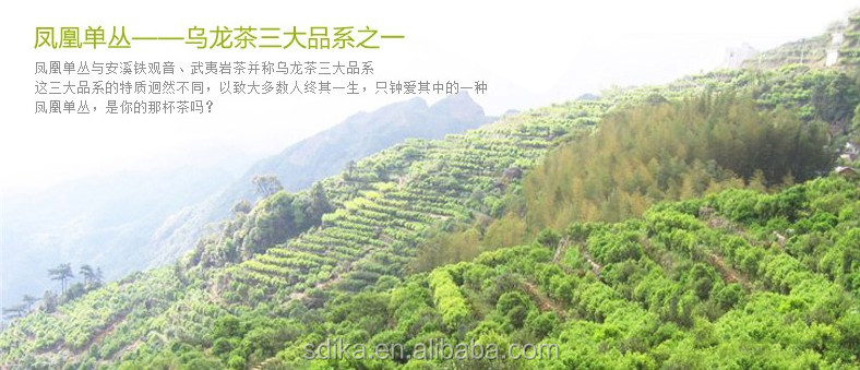 ChaoZhou Oolong Tea Huang Zhi Aroma Phoenix Dancong Tea DC006 Organic tea lose weight