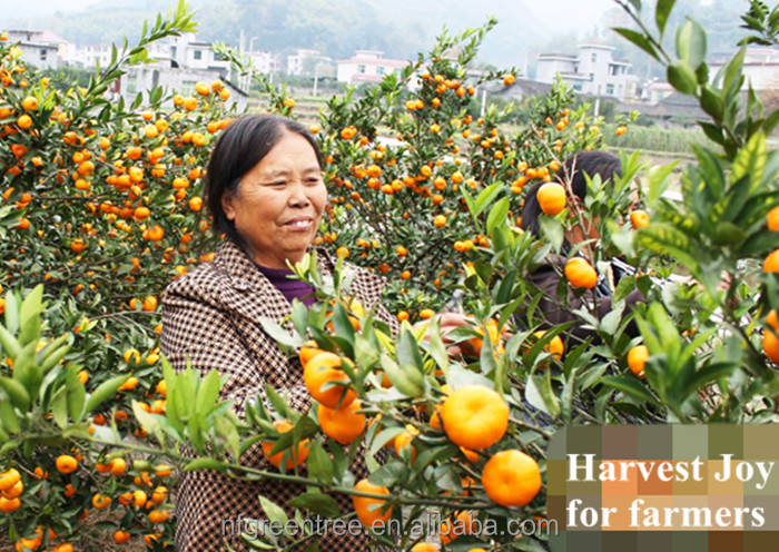 Pampas original mandarin fruits with own orchard and processing factory