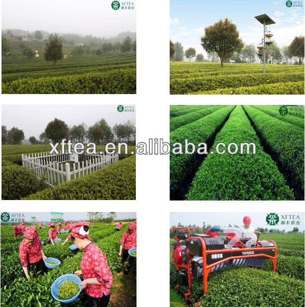 2014 New Spring Fresh Chinses wholesale Gunpowder Green Tea/3505