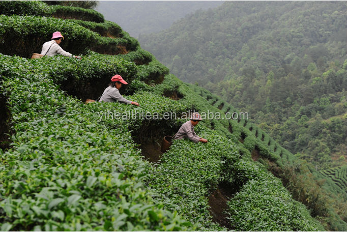 Best quality E.U, USDA,JAS certificated organic green tea