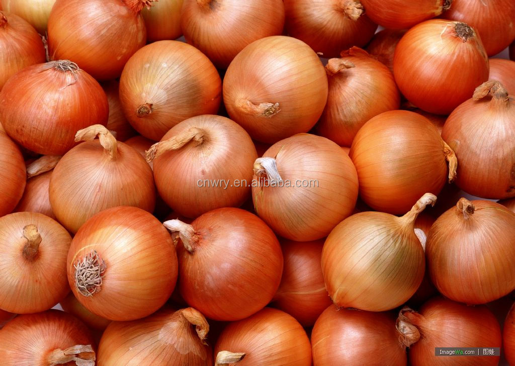 FRESH ONION FOR EXPORT