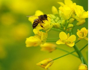 Lyophillized Royal Jelly Powder/5% hydroxy-decenouc acid