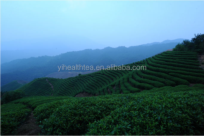 2014 USDA, E.U, JAC approved slim fit green tea
