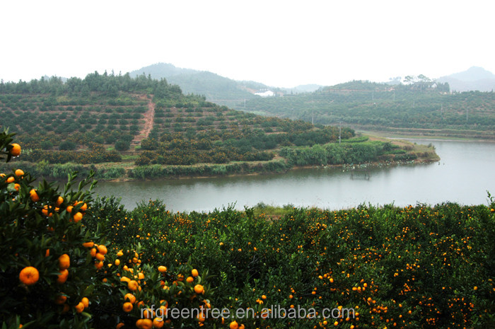 Pampas original mandarin fruits with own orchard and processing factory