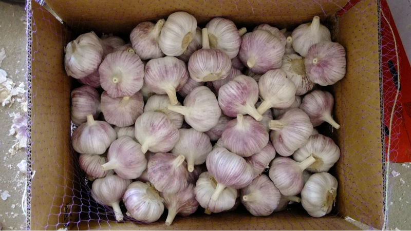 2014 Cold Storage Fresh Red Garlic , New Price!!!