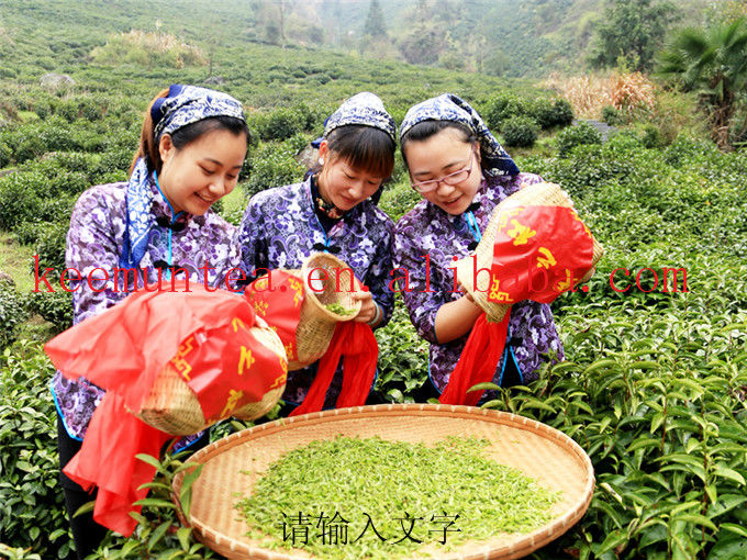 Chinese famous new spring chunmee green tea 41022 / 9371