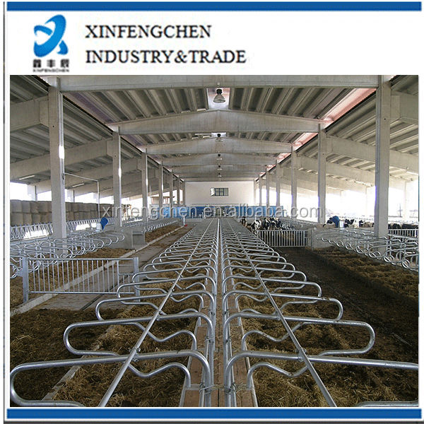 cattle&cow-free-stalls