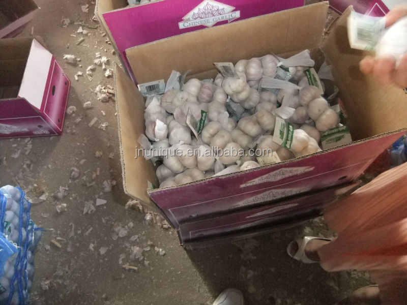 Best dates vegetables fresh garlic export in reefer container