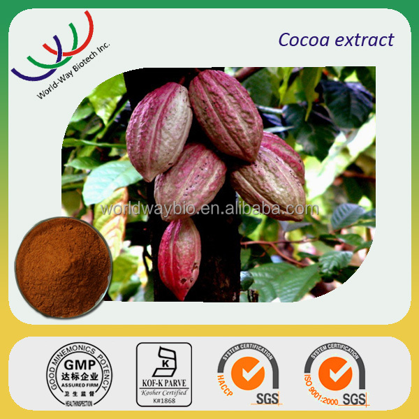 Manufacturer Supply Natural Cocoa Extract with Theobromine