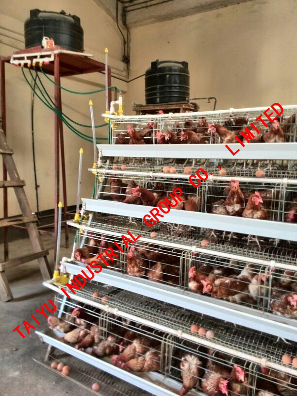 Layout Poultry Farm House Equipment For Egg Farms Buy Layout Poultry
